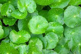 Shop natural ingredients cica - centella asiatica based Korean skincare products at Luxiface.com